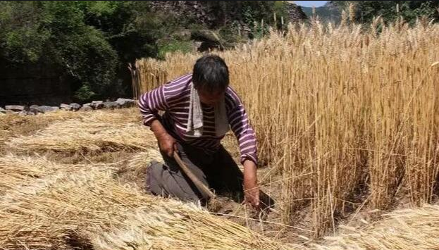 闰四月兆年慌是什么意思，闰四月灾年吗（闰四月又恰逢两头春）