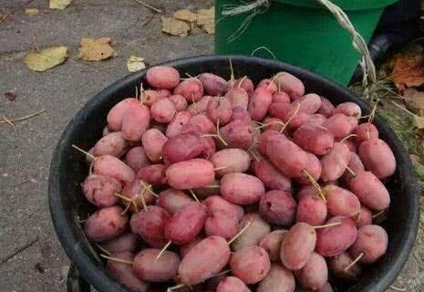 紫色的水果有哪些，粉红色的水果叫什么梅（7种高颜值紫色果子）