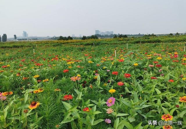浮沱河在什么地方，滹沱河游玩攻略（——石家庄的母亲河）