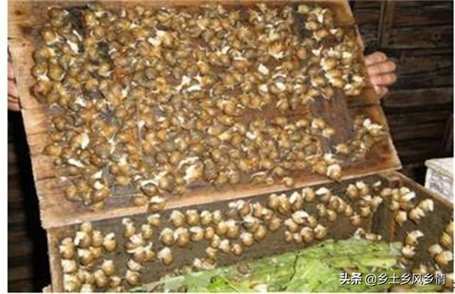 蜗牛在家里怎么养，蜗牛怎么养殖才能活（蜗牛室内的养殖技术要点）