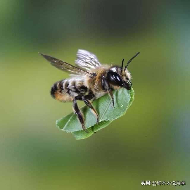 月季常见病虫害及防治方法，月季的病虫害防治（十二种月季常见病害防治教程）