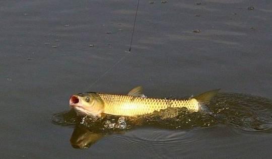 厚子是草鱼吗，草鱼就是厚子吗（春季野钓大草掌握方法与技巧很重要）