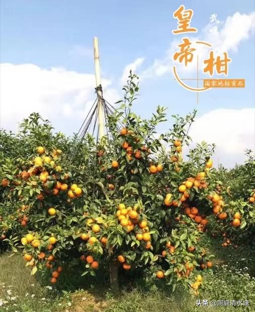 羞涩小蜜橘网名，羞涩小蜜橘微信昵称（味道纯甜如蜂蜜）