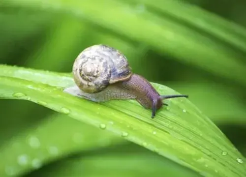 牙齿最多的动物是什么，牙齿最多的动物是哪个动物（和它比起来也是弟弟）