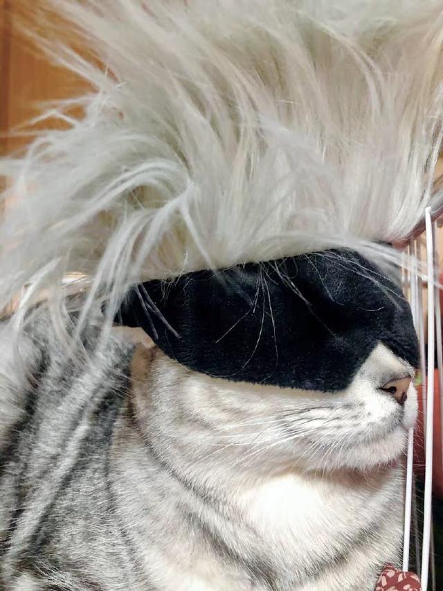 五条悟头像高清帅气，五条悟头像微信（那就找只猫扮成他）