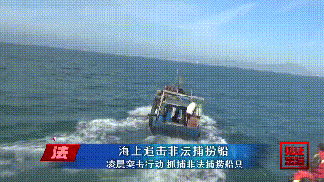 鲎是保护动物吗，鲎是保护动物吗为啥（休渔期非法捕捞国家保护动物中华鲎）