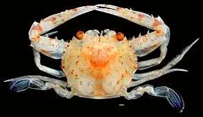 梭子是什么样的，梭子是啥玩意儿（生物相册•散落全世界的远亲）