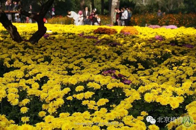 师德表现自我评价简短100字，师德表现（教师师德师风自我评价范文）