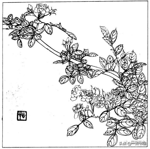 简笔画报花名：手绘铅笔画“白杜鹃花”画法，简笔画报花名（百花苑——白描百花分享<一>）