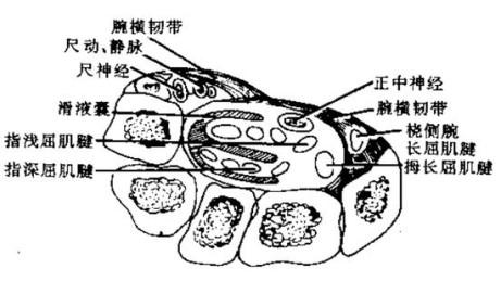 一只手麻一只手不麻，一只手手指头发麻是什么情况（中医推拿师真的能分清吗）