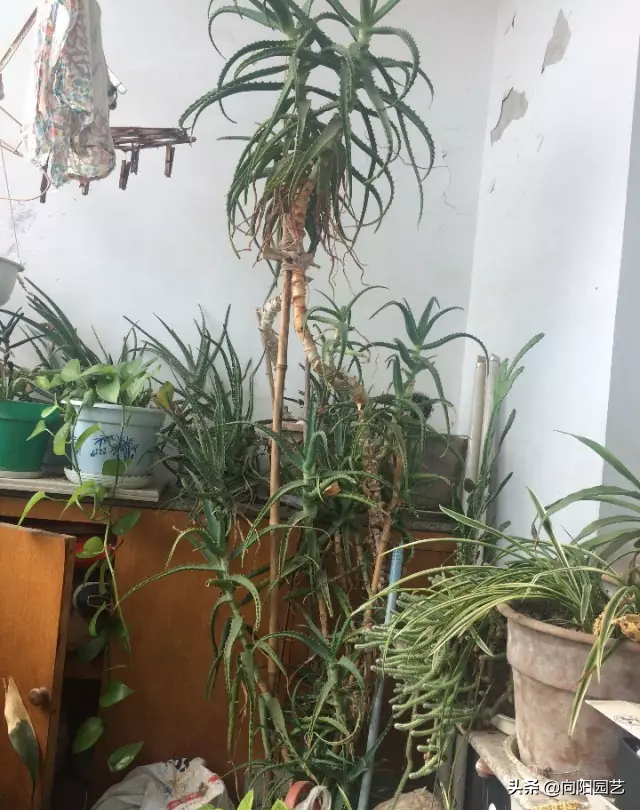 芦荟怎么养 怎样养芦荟，芦荟怎么养（生出40多盆小崽子）