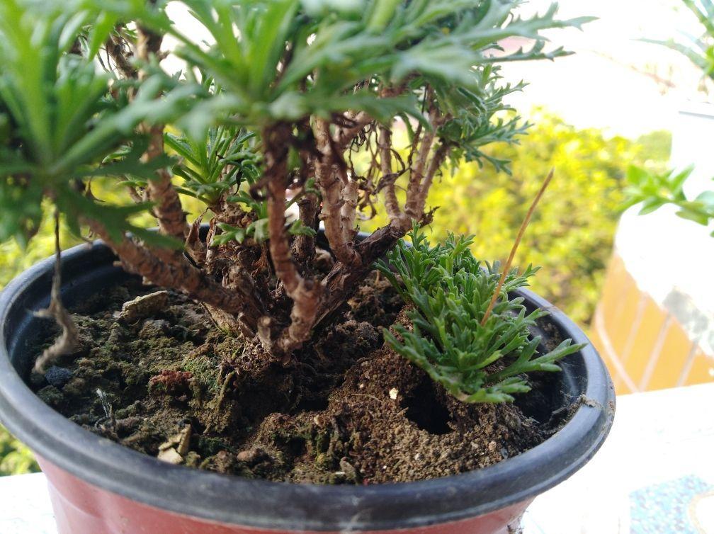 清除蚂蚁最有效的方法，灭蚂蚁最有效的土方法（不用打药就可以解决蚂蚁问题）