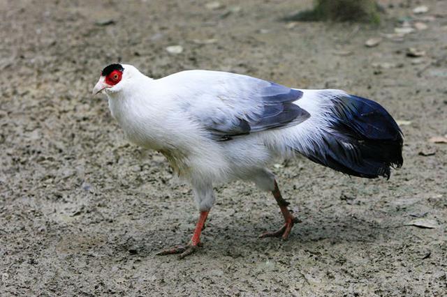 真正的土鸡，土鸡卖多少钱一斤（白马鸡、蓝马鸡、藏马鸡、褐马鸡）