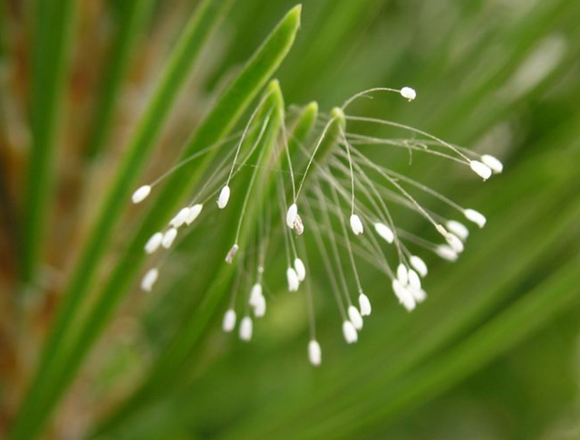 一花一世界一叶一菩提是什么意思，一花一世界一叶一菩提是什么意思（民间4大佛教花卉）