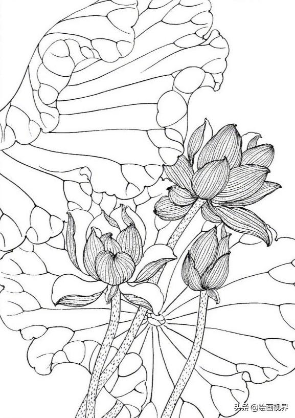 白描荷花(工笔荷花线稿怎么画) - 赤虎壹号