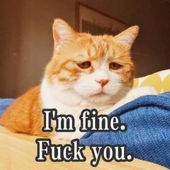 训猫的方法，训猫教程大全（驯养各类猫咪了方法攻略）