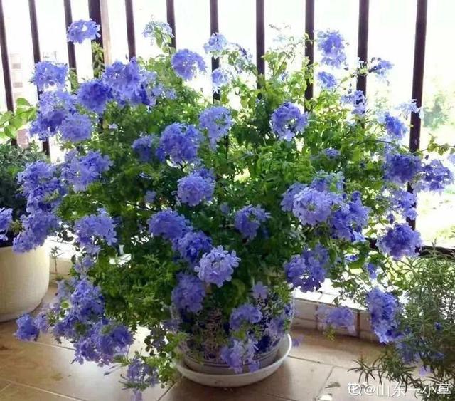 鸟尾花的繁育管理，鸟尾花 花期（30种耐阴花）