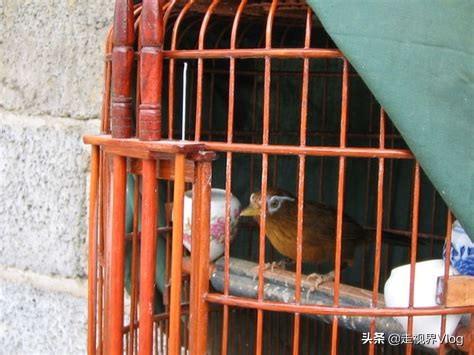 画眉鸟上性妙招，如何给画眉鸟提性（画眉鸟如何饲养斗性）