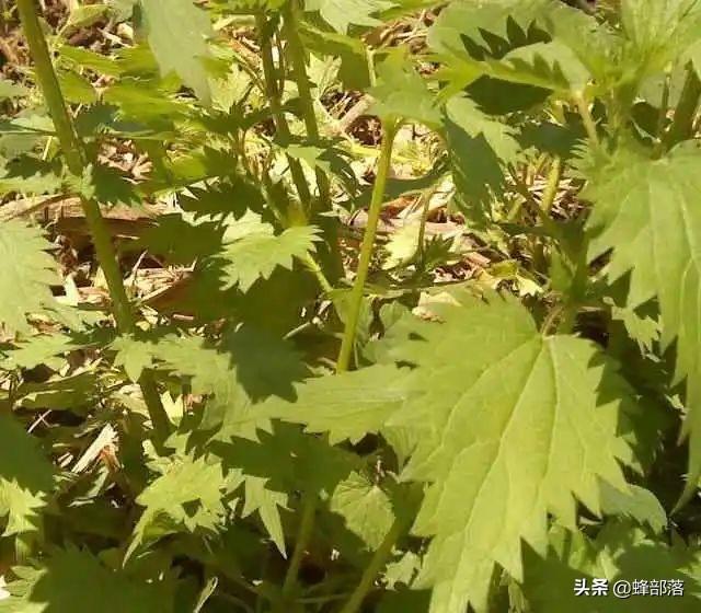 活麻草刺了怎麼解痛(農村中人見人怕的霍麻葉) - seo葵花寶典