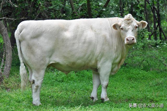 一头牛能卖多少钱，成品肉牛价格（返乡创业养牛是不是首选项呢）