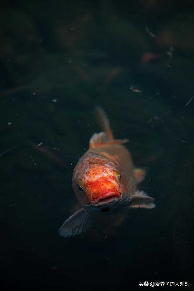 锦鲤鱼吃什么，锦鲤鱼怎么养（锦鲤食物成分深度解析）