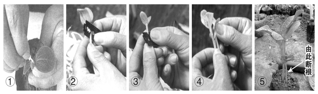 西瓜嫁接育苗的工厂化管理方法有哪些，西瓜苗如何培育（西瓜高产管理技术之四）