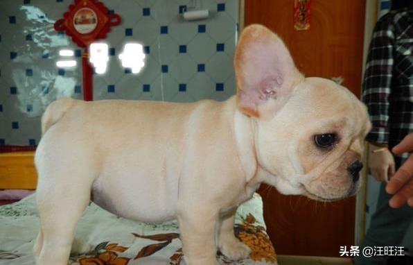 怎么挑法斗幼犬，法斗犬注意什么（你不能不知道——————————法国斗牛犬选购技巧）