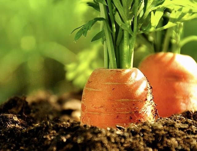 胡萝卜几天出苗，红萝卜几天出苗（和你分享一套栽培胡萝卜的好方法）