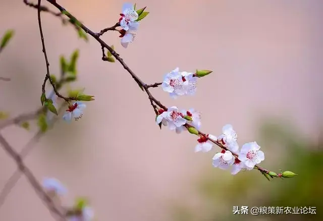 2020年立春是几九 古诗是什么，2020年立春是几九（俗语：“春打五九尾）