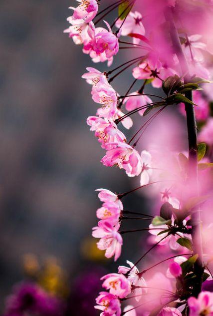 春天古诗25首简单的，关于春天的25首简单古诗有哪些（在诗韵中遇见最美的春天）