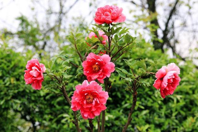 牡丹花叶子的特点是什么，牡丹花叶子的特征（牡丹花叶子打卷怎么办）