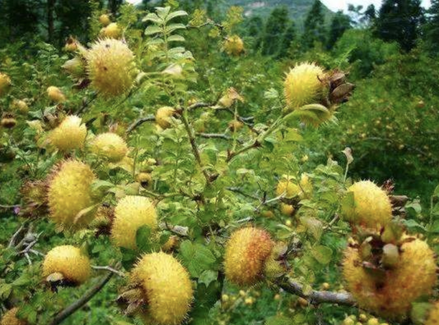 农村山上的野生大刺梨，山上有1种“刺梨”