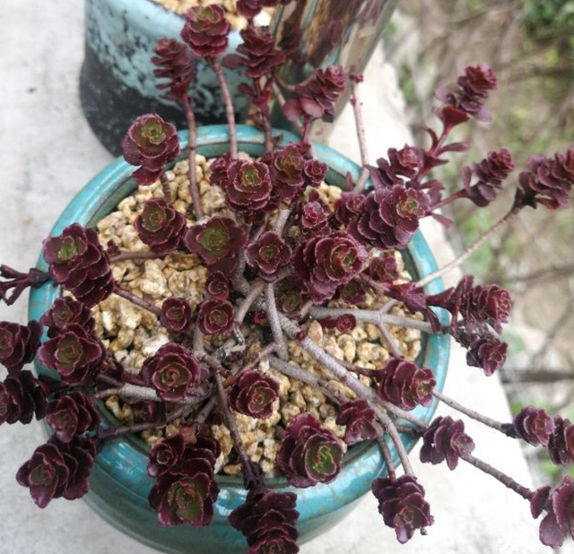 和玫瑰花很像的花，像玫瑰一样的多肉植物（多肉界的“小玫瑰”）