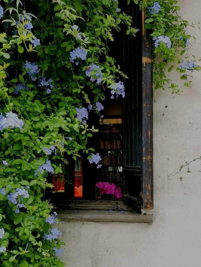 鸟尾花的繁育管理，鸟尾花 花期（30种耐阴花）