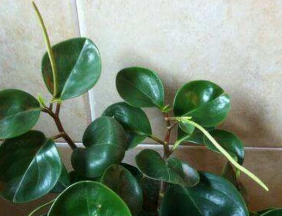 小家碧玉花，碧玉什么季节开花<春季盛开>（小家碧玉花）