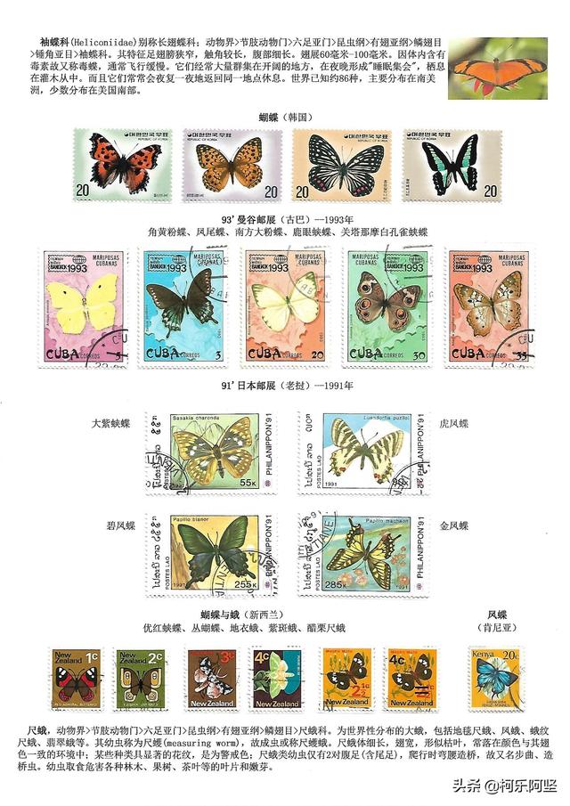 蝴蝶和蛾子的区别，蝴蝶和飞蛾有什么区别（鳞翅目昆虫-蝴蝶与蛾）