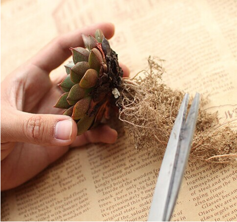 多肉修根，未必，小心修错影响生长（多肉修根后多久可以上盆浇水）