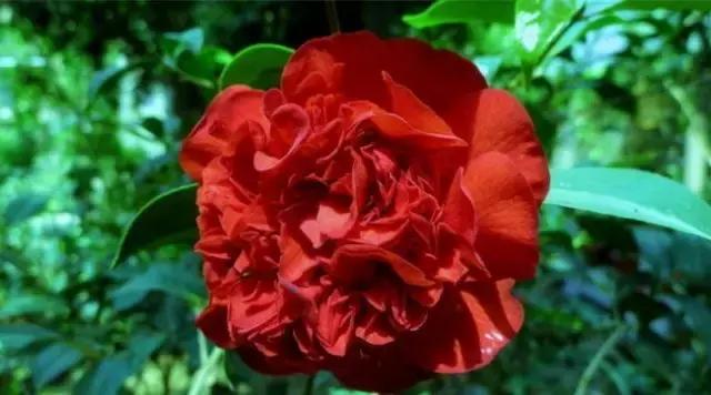 如何识别六角大红茶花，如何识别六角大红茶花的真假（带你认识名贵茶花品种）