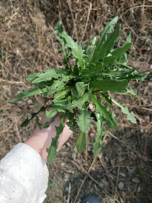 植物神调胶囊，植物神调胶囊的功效（东北的野生动物太“硬核”了）