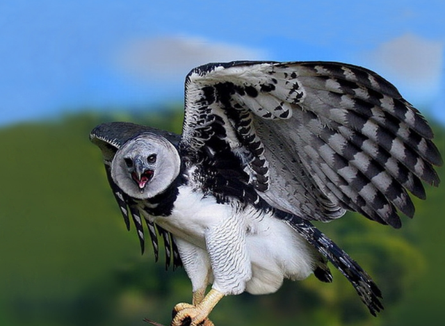 角雕和食猿雕哪个厉害，角雕和虎头海雕哪个厉害（脚爪握力超过180公斤）