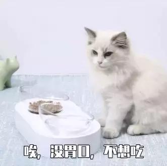 猫咪不吃猫粮什么原因，猫不吃猫粮有几种情况（猫咪突然不爱吃猫粮了是什么原因）