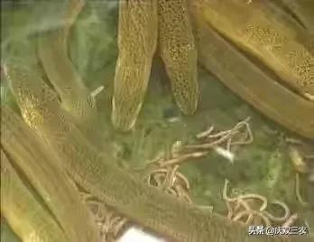 农村庭院黄鳝养殖指南：低成本高效方法助你轻松养鳝致富