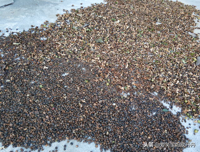 茶油是什么，茶油是什么东西（山茶油原来是这么来的）