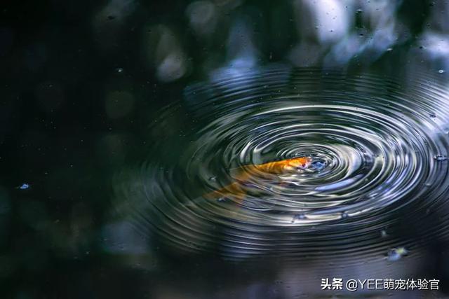 火龙鱼怎么养，火龙鱼怎么养视频（有故事的观赏鱼）