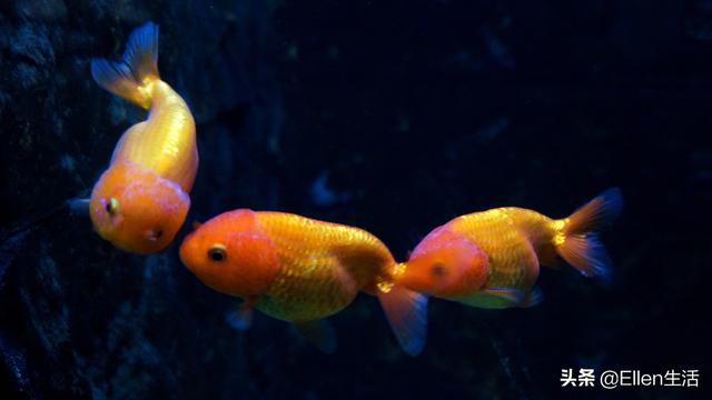 金鱼的图片大全，金鱼图片微信头像（其实他还有着美好的寓意）