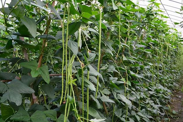 杂粮有哪些品种，粗粮都有什么（中国豆类大全）