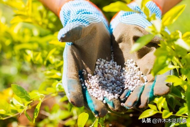月季为什么不开花只长叶子，月季不开花只长叶子的原因处理方法（月季瘦弱、枝叶稀疏不开花怎么办）