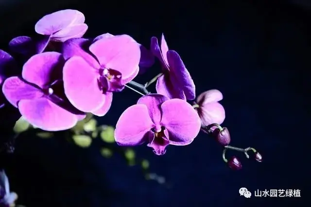 蝴蝶兰花语大全，各种颜色的蝴蝶兰花语