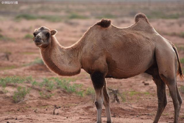 阿拉善属于哪个市，阿拉善在哪个省份哪个市（是自驾越野的荒凉秘境）