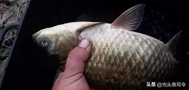 麦穗鱼能活多久，麦穗鱼生长周期要多久（究竟有多少鲫鱼能够“寿终正寝”）